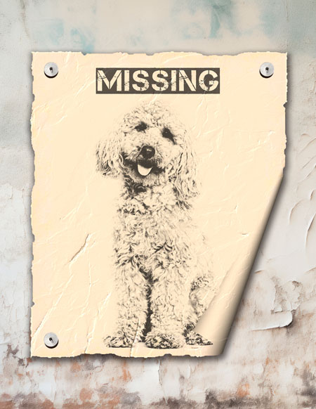 Aviso de un perro perdido