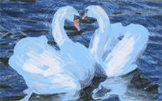 白鳥:水上の舞