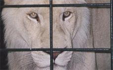 Löwin im Käfig
