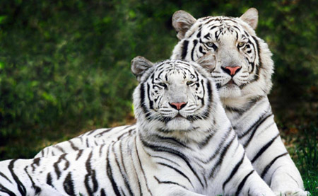 Immagine con tigri