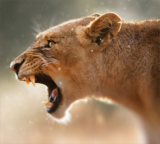 Bokeh Effect, Tilt-Shift