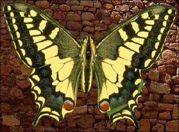 Insert the butterfly into the stone wall texture