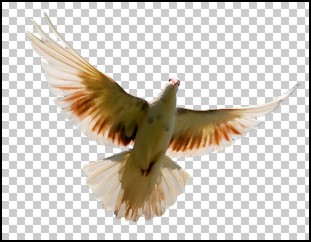 Vogel auf einem transparenten Hintergrund