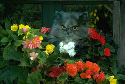 Fotomontage: die Blumen und die Katze