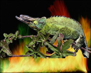 paste the chameleon into the photo with the fire