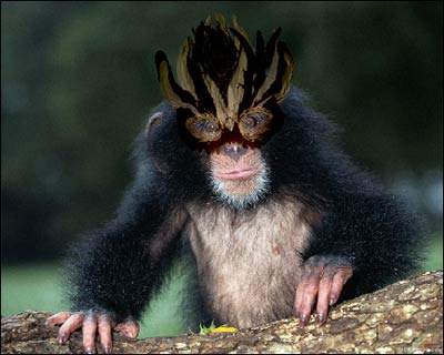 Dressed up monkey