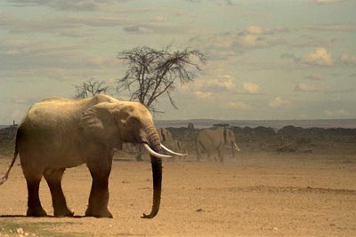 Foto der Elefanten