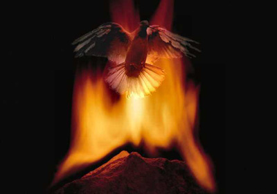 Photo collage: the dove in the fire