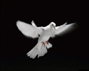 http://akvis.com/img/examples/chameleon/fire-hand-dove/image-dove.jpg