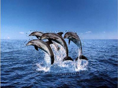 die Delphine auswählen
