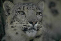 Uma fotografia de um leopardo