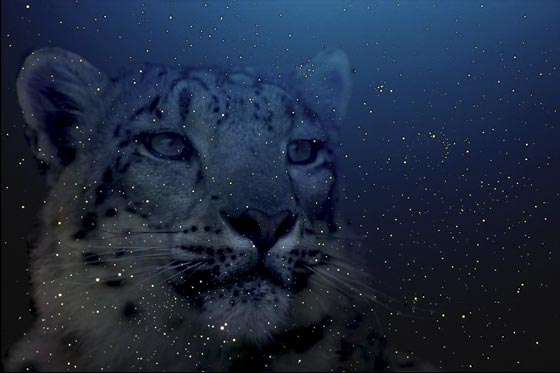 Star Leopard Photo Collage