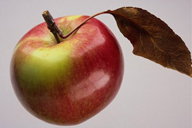 photo of an apple