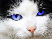 a bright blue color for the cats eyes