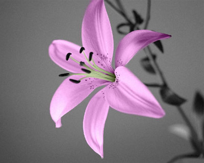 Colorized lily on a grey background