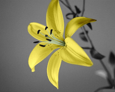 Желтая лилия на сером фоне