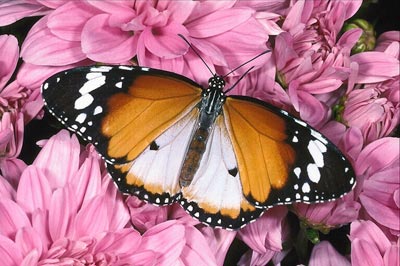 花にとまっている蝶のカラー写真