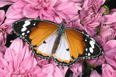 Desenhe o contorno dentro da borboleta