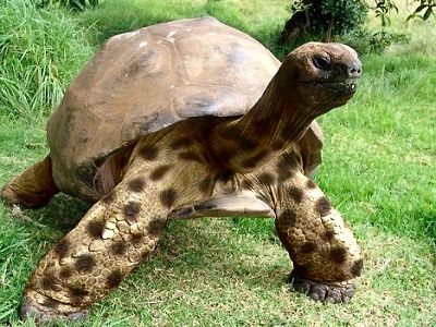 Result: tortoise picture