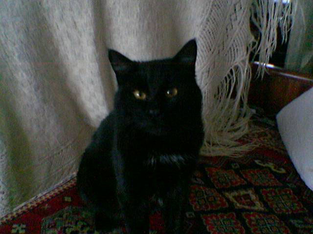 A Black Cat In A Dark Room Enhancement Of A Mobile Camera Photo