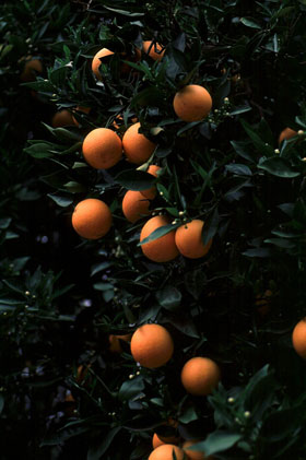 Темное изображение апельсинового дерева