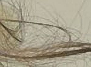 Regola Microlinea