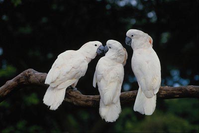 Фотография с тремя попугаями
