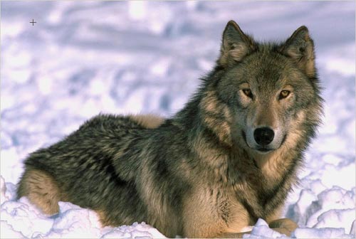 wolf-color-photo.jpg