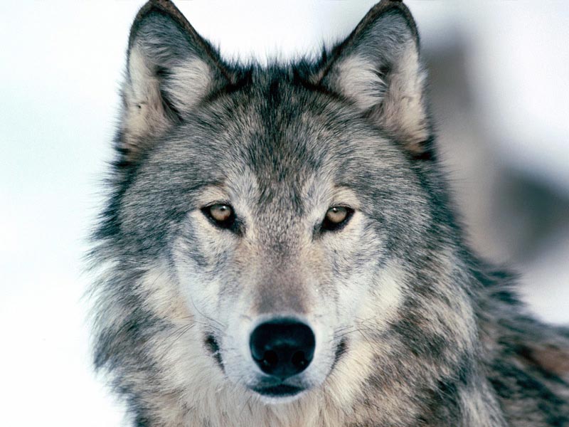 5 Ways to Train a Wolf