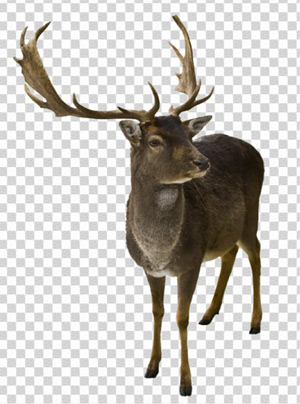 Deer on a Transparent Background