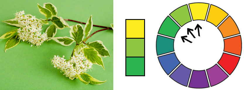 Example of an Anaologous Color Harmony