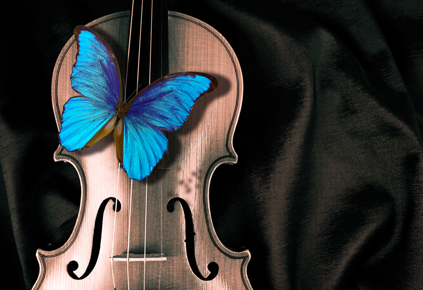 Violin & Butterfly