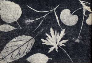 Один из снимков, выполненных в России академиком Фрицше, - фотограмма листьев растений. Май 1839 г.