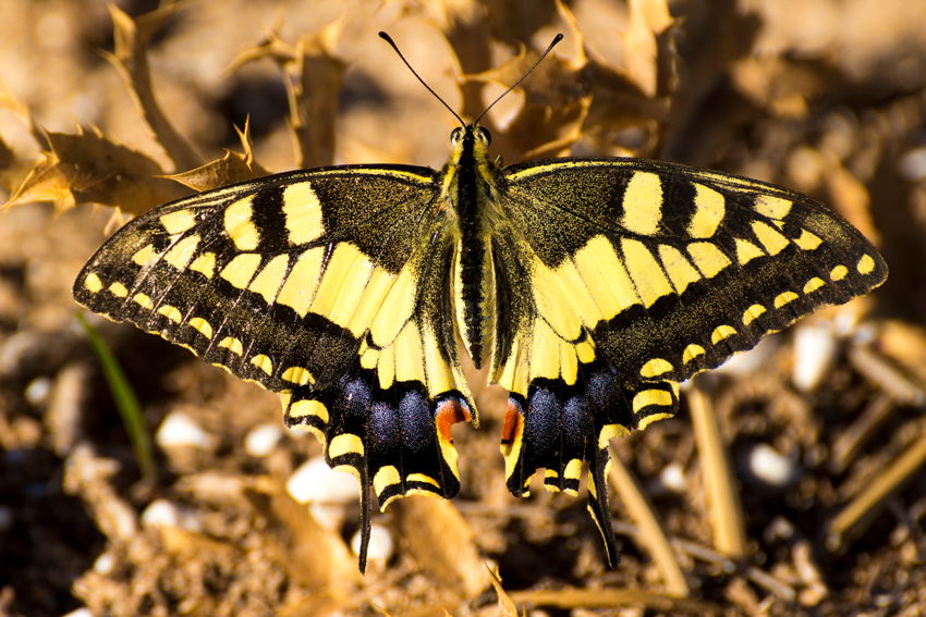 Schmetterling mit Hintergrund verschmolzen