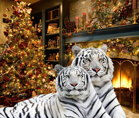 Tigri sullo sfondo natalizio