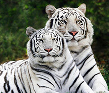 Image des tigres
