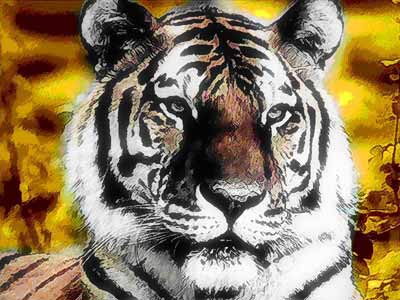 Das Originalfoto eines Tigers