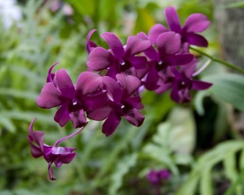 Orquídea: imagem original