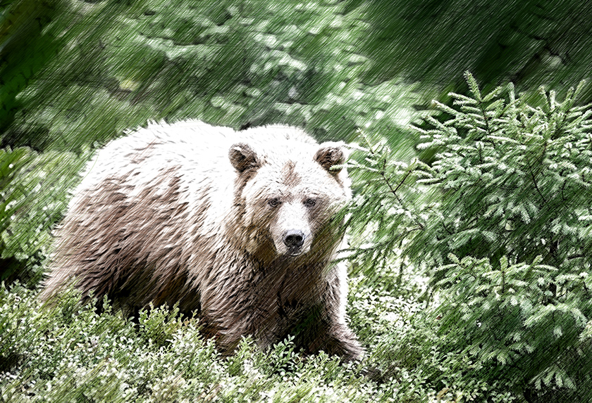 Foto in Farbzeichnung umwandeln