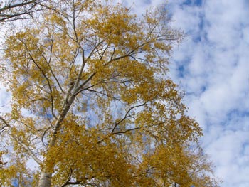 un peuplier contre le ciel clair