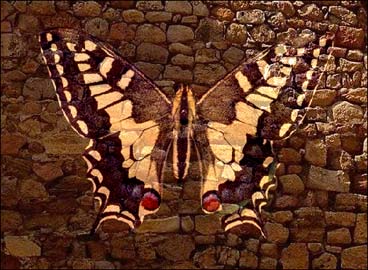 Montage photo: le papillon sur le mur