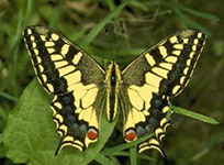 Foto eines Schmetterlings