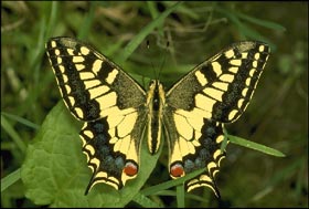 photo d'un papillon