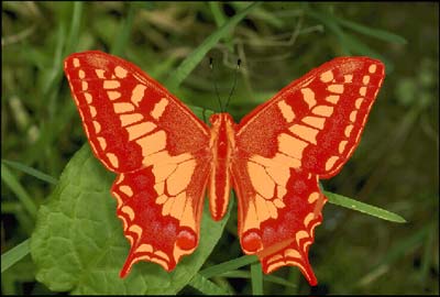 den Schmetterling im Maskierungsmodus auszuwählen