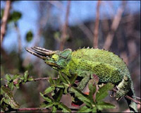 photo d'un caméléon à trois cornes