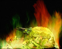 Resultado: camaleão em fogo