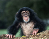 Foto de um macaco