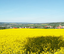 Champs de colza