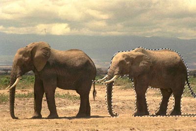 la photo d'un éléphant