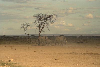 Foto della Savana